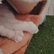 ヒメ日記 2025/05/26 09:06 投稿 りる☆ 豊橋豊川ちゃんこ