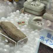 ヒメ日記 2025/09/02 16:27 投稿 りる☆ 豊橋豊川ちゃんこ