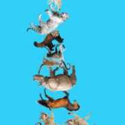 ヒメ日記 2026/04/01 14:32 投稿 りる☆ 豊橋豊川ちゃんこ