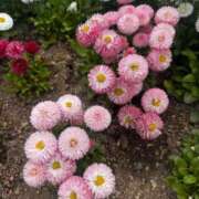 ヒメ日記 2025/06/20 06:32 投稿 夏乃 ひまり ハレ系 放課後クラブ