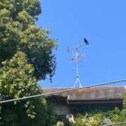 ヒメ日記 2025/08/25 10:45 投稿 夏乃 ひまり ハレ系 放課後クラブ