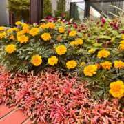 ヒメ日記 2025/10/26 15:32 投稿 夏乃 ひまり ハレ系 放課後クラブ