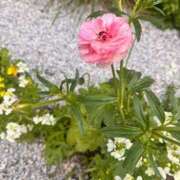 ヒメ日記 2026/03/18 17:45 投稿 夏乃 ひまり ハレ系 放課後クラブ