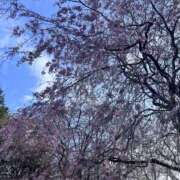 ヒメ日記 2025/04/26 23:21 投稿 ふゆみ 錦糸町人妻セレブリティ（ユメオト）