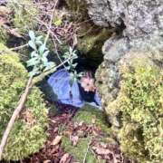 ヒメ日記 2025/10/30 06:39 投稿 ぽんず サティアンまーと