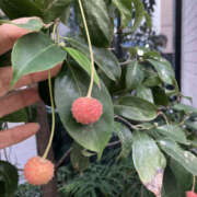 ヒメ日記 2025/12/09 17:45 投稿 みすず 奥鉄オクテツ大阪