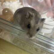 ヒメ日記 2025/11/27 14:40 投稿 ゆきの 電車ごっこ