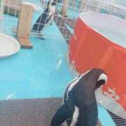 ヒメ日記 2025/12/08 22:40 投稿 ゆきの 電車ごっこ