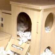 ヒメ日記 2025/12/12 14:20 投稿 ゆきの 電車ごっこ