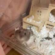 ヒメ日記 2025/12/20 10:34 投稿 ゆきの 電車ごっこ