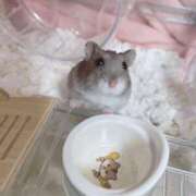 ヒメ日記 2025/12/30 13:10 投稿 ゆきの 電車ごっこ