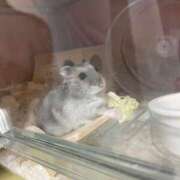 ヒメ日記 2026/01/11 15:20 投稿 ゆきの 電車ごっこ