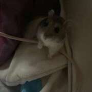 ヒメ日記 2026/03/16 13:40 投稿 ゆきの 電車ごっこ