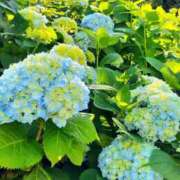 ヒメ日記 2025/06/24 22:52 投稿 朱珠-すず- 人妻倶楽部 花椿北上店