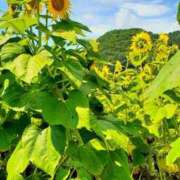 ヒメ日記 2025/08/16 18:02 投稿 朱珠-すず- 人妻倶楽部 花椿北上店