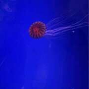 ヒメ日記 2025/09/30 17:16 投稿 まり(昭和46年生まれ) 熟年カップル名古屋～生電話からの営み～