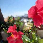 ヒメ日記 2025/05/26 08:56 投稿 一ノ瀬　あやこ 川崎南町人妻高級ソープ エル・カーヒル(ELCURHIL)秘密の刻