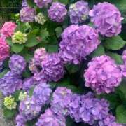 ヒメ日記 2025/05/31 14:14 投稿 一ノ瀬　あやこ 川崎南町人妻高級ソープ エル・カーヒル(ELCURHIL)秘密の刻