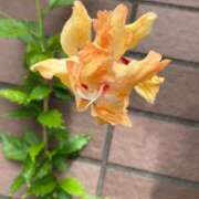 ヒメ日記 2025/06/01 10:30 投稿 一ノ瀬　あやこ 川崎南町人妻高級ソープ エル・カーヒル(ELCURHIL)秘密の刻