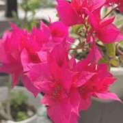 ヒメ日記 2025/06/01 15:39 投稿 一ノ瀬　あやこ 川崎南町人妻高級ソープ エル・カーヒル(ELCURHIL)秘密の刻