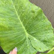 ヒメ日記 2025/06/04 07:03 投稿 一ノ瀬　あやこ 川崎南町人妻高級ソープ エル・カーヒル(ELCURHIL)秘密の刻