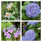 ヒメ日記 2025/06/04 17:33 投稿 一ノ瀬　あやこ 川崎南町人妻高級ソープ エル・カーヒル(ELCURHIL)秘密の刻