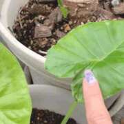 ヒメ日記 2025/06/08 07:27 投稿 一ノ瀬　あやこ 川崎南町人妻高級ソープ エル・カーヒル(ELCURHIL)秘密の刻