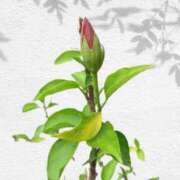 ヒメ日記 2025/06/08 20:52 投稿 一ノ瀬　あやこ 川崎南町人妻高級ソープ エル・カーヒル(ELCURHIL)秘密の刻