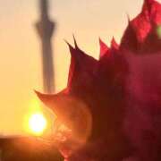 ヒメ日記 2025/06/17 05:07 投稿 一ノ瀬　あやこ 川崎南町人妻高級ソープ エル・カーヒル(ELCURHIL)秘密の刻