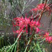 ヒメ日記 2025/06/17 14:58 投稿 一ノ瀬　あやこ 川崎南町人妻高級ソープ エル・カーヒル(ELCURHIL)秘密の刻