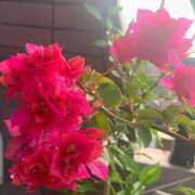 ヒメ日記 2025/06/21 06:16 投稿 一ノ瀬　あやこ 川崎南町人妻高級ソープ エル・カーヒル(ELCURHIL)秘密の刻