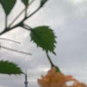 ヒメ日記 2025/06/25 05:57 投稿 一ノ瀬　あやこ 川崎南町人妻高級ソープ エル・カーヒル(ELCURHIL)秘密の刻