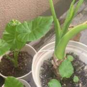 ヒメ日記 2025/06/29 08:15 投稿 一ノ瀬　あやこ 川崎南町人妻高級ソープ エル・カーヒル(ELCURHIL)秘密の刻