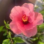 ヒメ日記 2025/07/01 22:36 投稿 一ノ瀬　あやこ 川崎南町人妻高級ソープ エル・カーヒル(ELCURHIL)秘密の刻