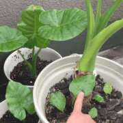 ヒメ日記 2025/07/05 06:47 投稿 一ノ瀬　あやこ 川崎南町人妻高級ソープ エル・カーヒル(ELCURHIL)秘密の刻