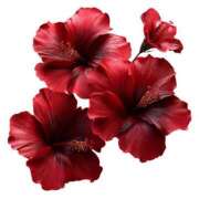 ヒメ日記 2025/07/05 08:15 投稿 一ノ瀬　あやこ 川崎南町人妻高級ソープ エル・カーヒル(ELCURHIL)秘密の刻