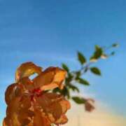 ヒメ日記 2025/07/22 05:52 投稿 一ノ瀬　あやこ 川崎南町人妻高級ソープ エル・カーヒル(ELCURHIL)秘密の刻