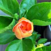 ヒメ日記 2025/07/28 06:13 投稿 一ノ瀬　あやこ 川崎南町人妻高級ソープ エル・カーヒル(ELCURHIL)秘密の刻