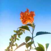 ヒメ日記 2025/07/29 05:25 投稿 一ノ瀬　あやこ 川崎南町人妻高級ソープ エル・カーヒル(ELCURHIL)秘密の刻