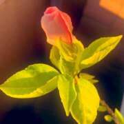 ヒメ日記 2025/07/29 06:38 投稿 一ノ瀬　あやこ 川崎南町人妻高級ソープ エル・カーヒル(ELCURHIL)秘密の刻