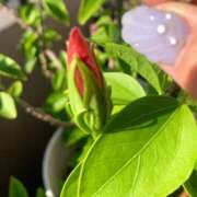 ヒメ日記 2025/07/30 07:22 投稿 一ノ瀬　あやこ 川崎南町人妻高級ソープ エル・カーヒル(ELCURHIL)秘密の刻