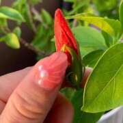 ヒメ日記 2025/07/31 05:36 投稿 一ノ瀬　あやこ 川崎南町人妻高級ソープ エル・カーヒル(ELCURHIL)秘密の刻