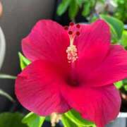 ヒメ日記 2025/08/18 12:58 投稿 一ノ瀬　あやこ 川崎南町人妻高級ソープ エル・カーヒル(ELCURHIL)秘密の刻