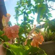 ヒメ日記 2025/09/01 07:39 投稿 一ノ瀬　あやこ 川崎南町人妻高級ソープ エル・カーヒル(ELCURHIL)秘密の刻