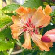 ヒメ日記 2025/09/13 07:54 投稿 一ノ瀬　あやこ 川崎南町人妻高級ソープ エル・カーヒル(ELCURHIL)秘密の刻