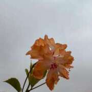 ヒメ日記 2025/09/13 08:30 投稿 一ノ瀬　あやこ 川崎南町人妻高級ソープ エル・カーヒル(ELCURHIL)秘密の刻