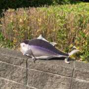 ヒメ日記 2025/09/22 19:48 投稿 一ノ瀬　あやこ 川崎南町人妻高級ソープ エル・カーヒル(ELCURHIL)秘密の刻