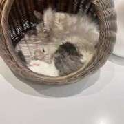 ヒメ日記 2025/08/13 22:02 投稿 SHIZUKU アイドルオーディション