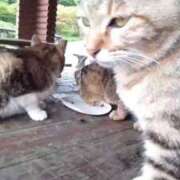 ヒメ日記 2025/05/28 23:36 投稿 だりあ 久留米デリヘルセンター