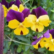 ヒメ日記 2025/04/26 21:36 投稿 根岸かおる 五十路マダムエクスプレス豊橋店（カサブランカグループ）